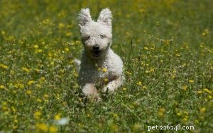Pumi Dog Breed Guide: Origin, Characteristics & Care