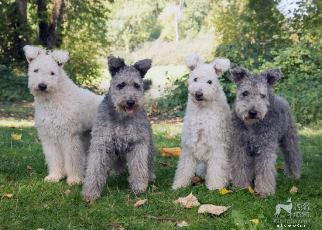 Pumi Dog Breed Guide: Origin, Characteristics & Care