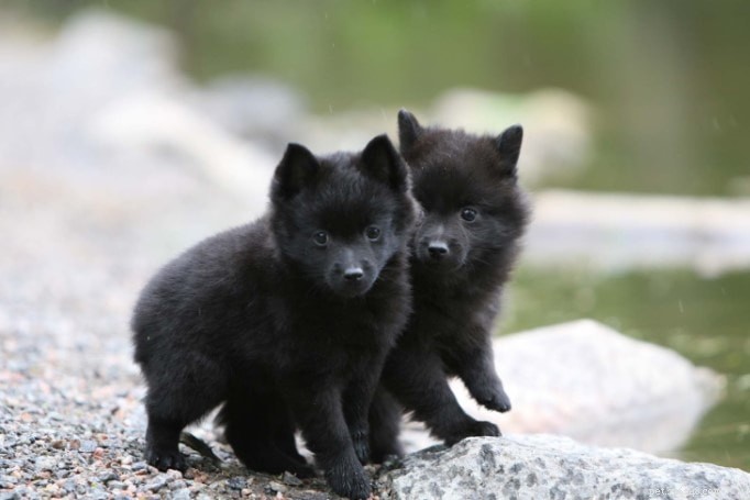Schipperke Dog: Comprehensive Breed Profile and Care Guide