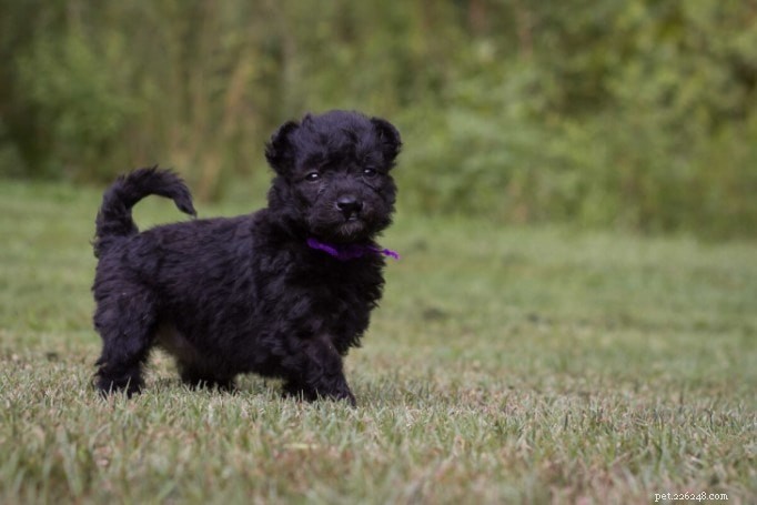 Pumi Dog Breed Guide: Origin, Characteristics & Care