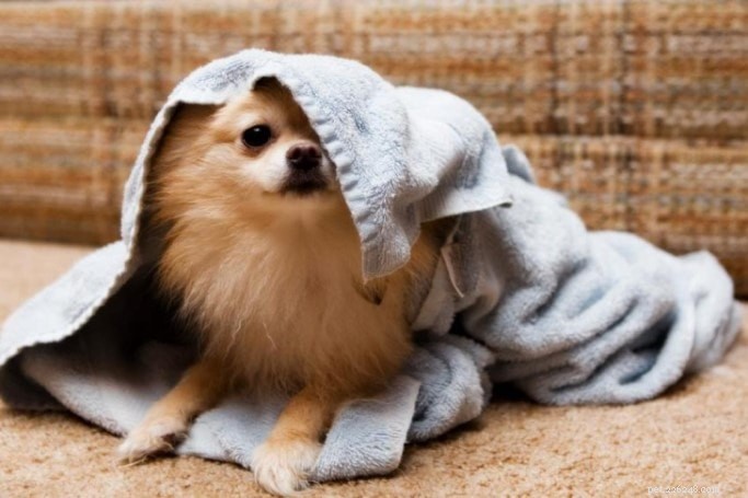 Pomeranian Dog Breed Overview: Origins, Traits & Care