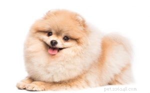 Pomeranian Dog Breed Overview: Origins, Traits & Care