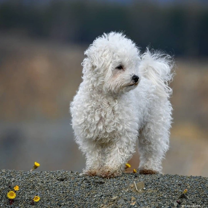 Top Small White Dog Breeds for a Chic Home Companion