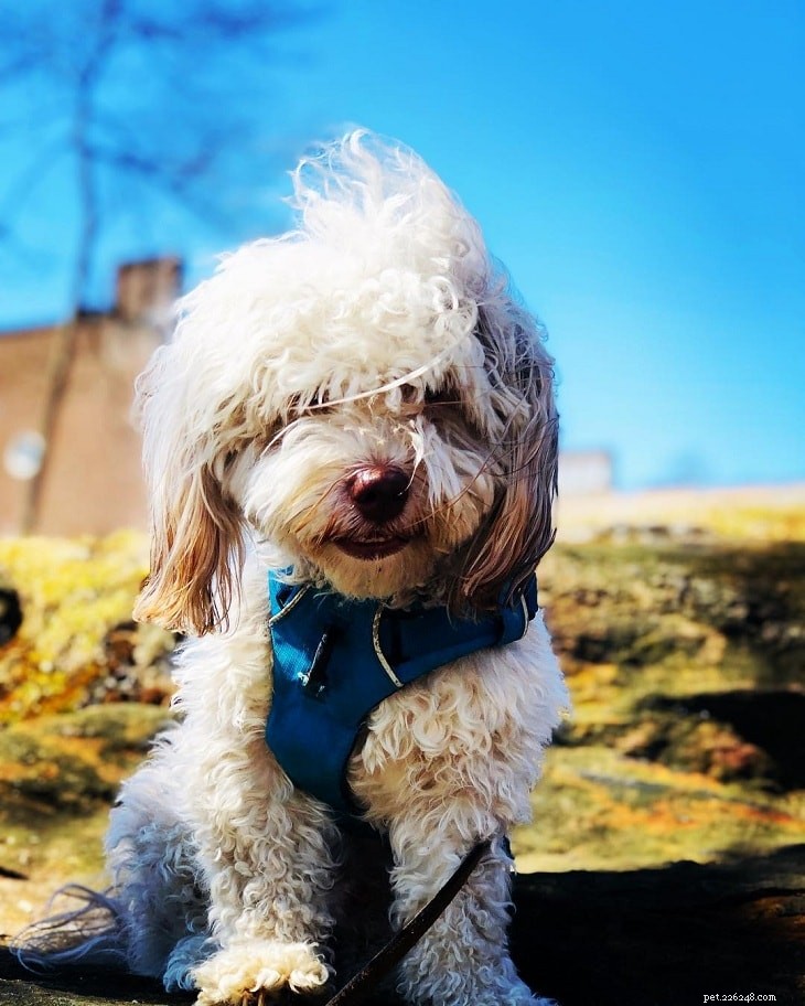 Top Small White Dog Breeds for a Chic Home Companion