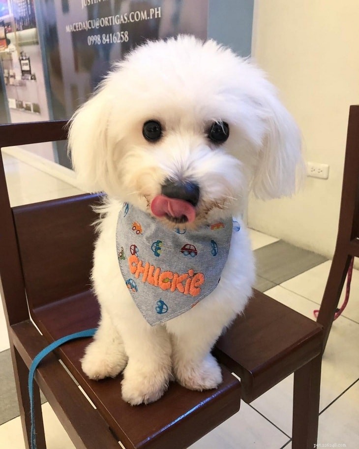Top Small White Dog Breeds for a Chic Home Companion