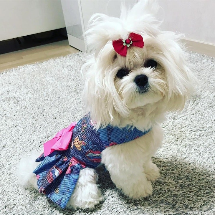 Top Small White Dog Breeds for a Chic Home Companion