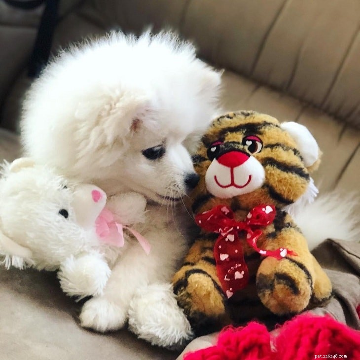 Top Small White Dog Breeds for a Chic Home Companion
