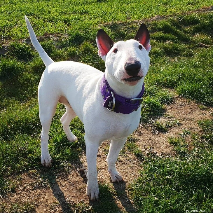 Top Small White Dog Breeds for a Chic Home Companion