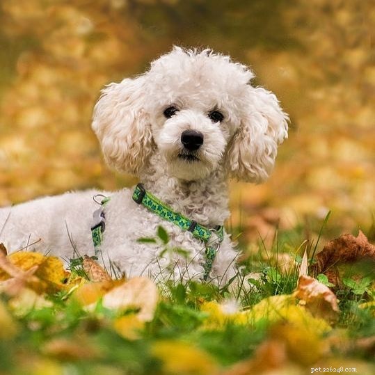 Top Small White Dog Breeds for a Chic Home Companion