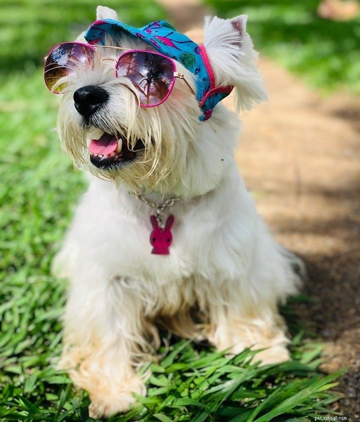 Top Small White Dog Breeds for a Chic Home Companion