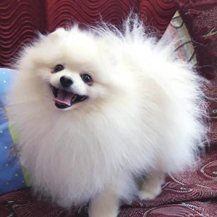 Top Small White Dog Breeds for a Chic Home Companion