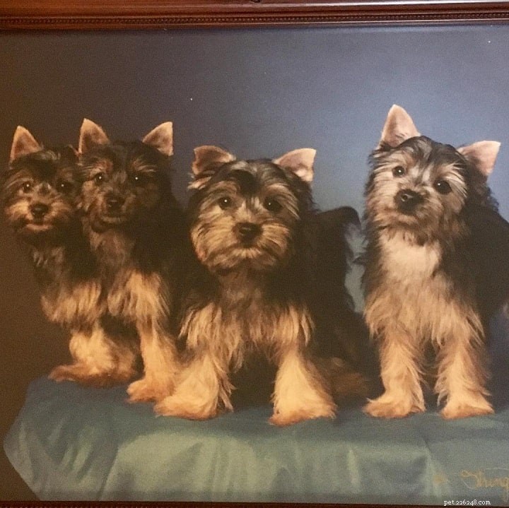 Silky Terrier: Comprehensive Breed Guide