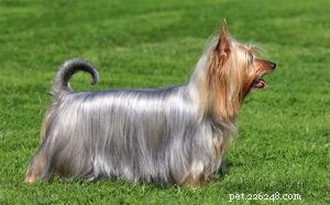 Silky Terrier: Comprehensive Breed Guide