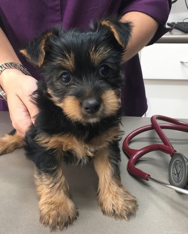 Silky Terrier: Comprehensive Breed Guide