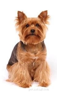 Silky Terrier: Comprehensive Breed Guide