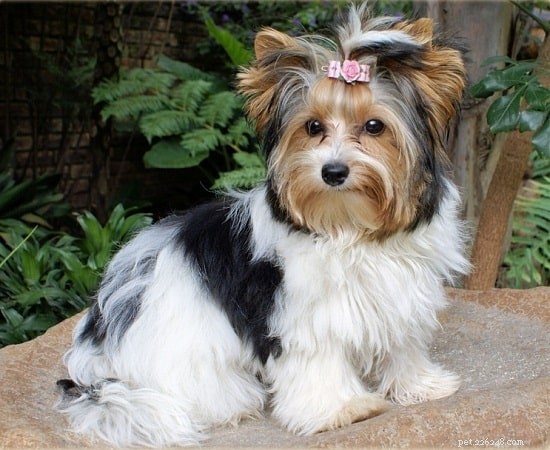 Silky Terrier: Comprehensive Breed Guide