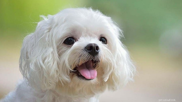 Silky Terrier: Comprehensive Breed Guide
