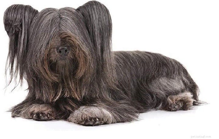 Silky Terrier: Comprehensive Breed Guide