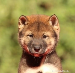 Shikoku Dog: Origins, Characteristics & Care