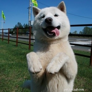 Shikoku Dog: Origins, Characteristics & Care