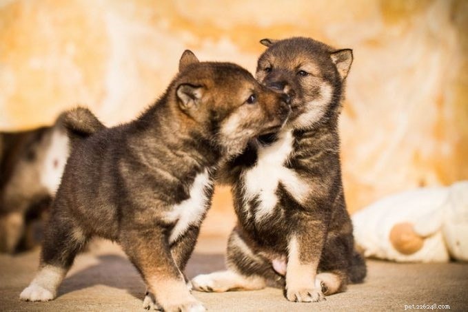 Shikoku Dog: Origins, Characteristics & Care