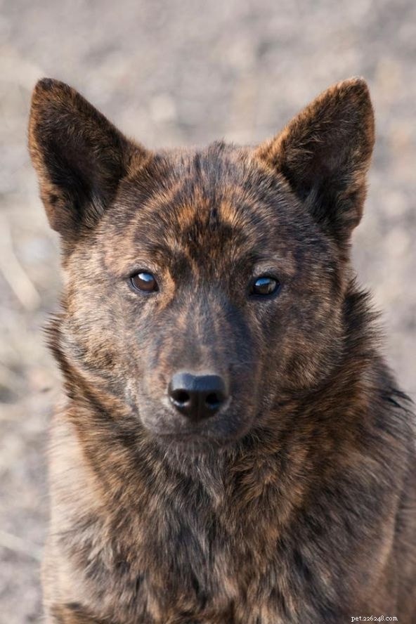 Shikoku Dog: Origins, Characteristics & Care