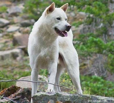 Shikoku Dog: Origins, Characteristics & Care