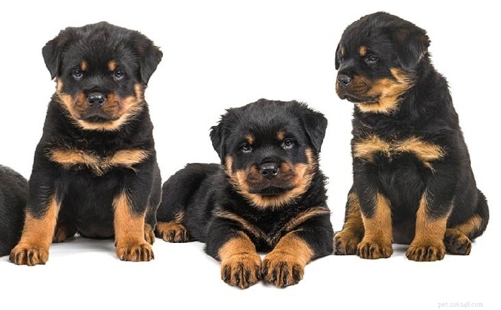 Rottweiler Dog Breed Guide: Origin, Size, and Care