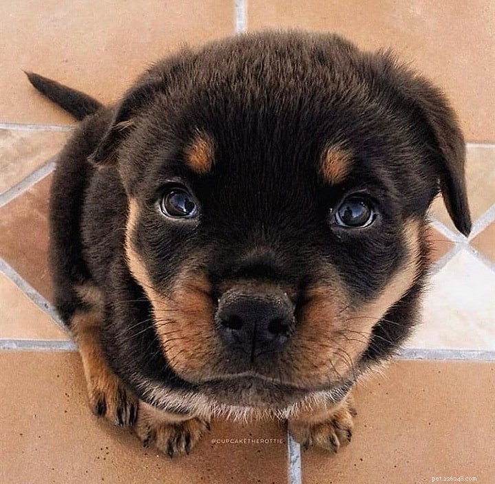Rottweiler Dog Breed Guide: Origin, Size, and Care