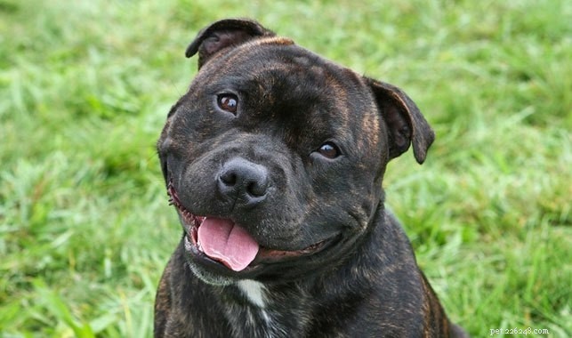 Rottweiler Dog Breed Guide: Origin, Size, and Care
