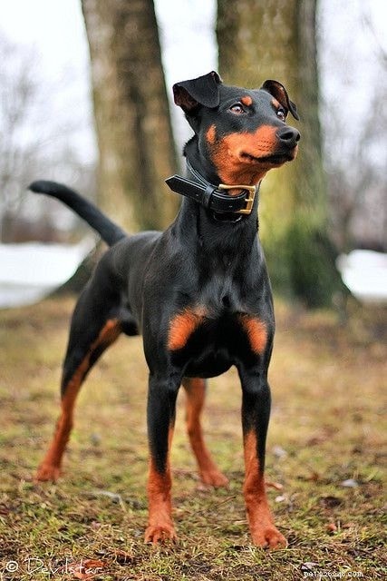 Rottweiler Dog Breed Guide: Origin, Size, and Care