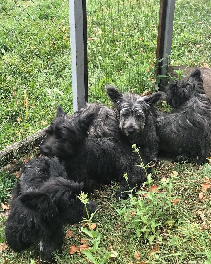 Skye Terrier: Complete Breed Profile & Care Guide