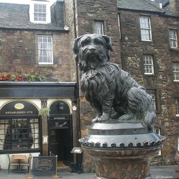 Skye Terrier: Complete Breed Profile & Care Guide