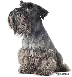 Skye Terrier: Complete Breed Profile & Care Guide