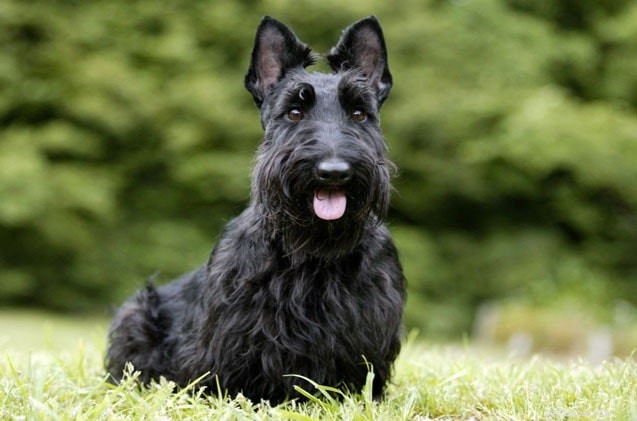 Skye Terrier: Complete Breed Profile & Care Guide