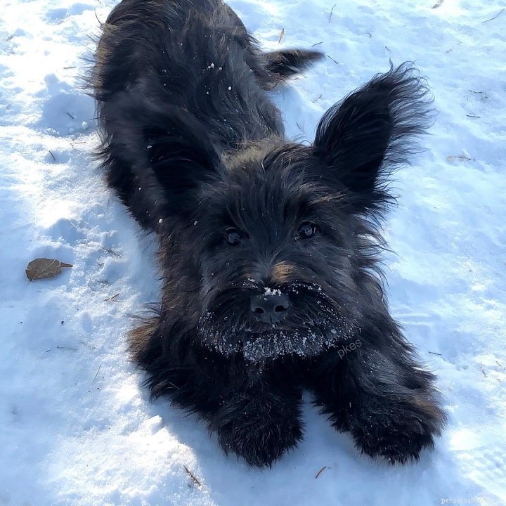Skye Terrier: Complete Breed Profile & Care Guide