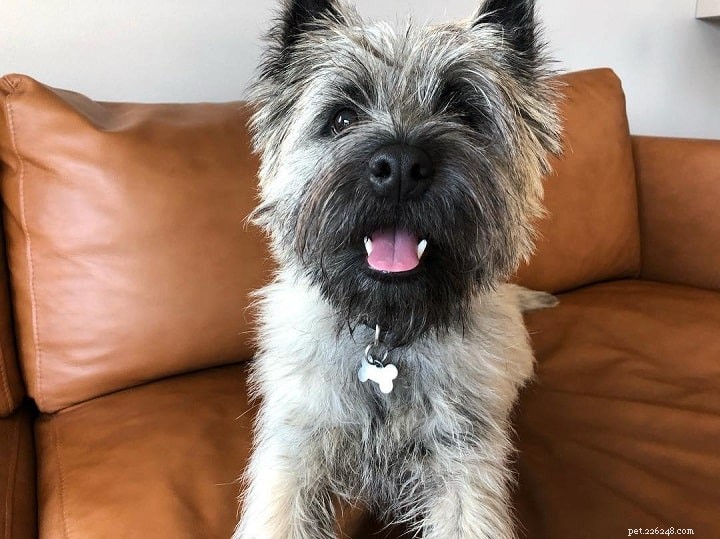 Skye Terrier: Complete Breed Profile & Care Guide