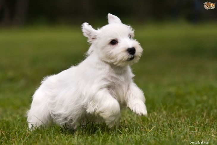 Sealyham Terrier: Origin, Traits, and Care Guide