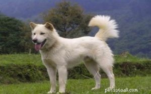 Kintamani Dog: Bali’s Heritage Spitz with International Recognition