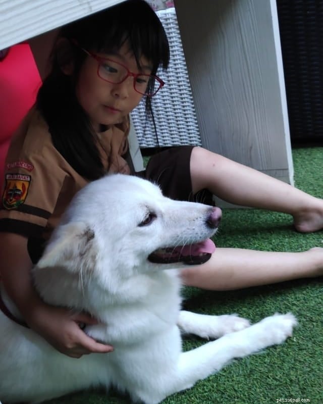 Kintamani Dog: Bali’s Heritage Spitz with International Recognition
