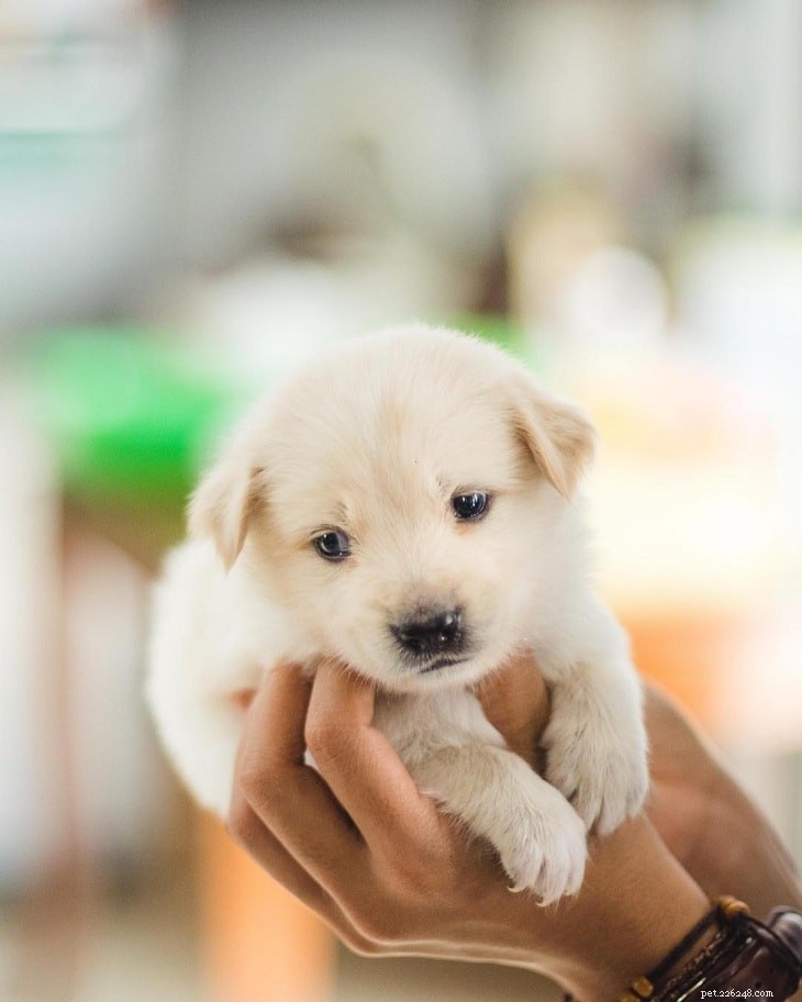 Kintamani Dog: Bali’s Heritage Spitz with International Recognition