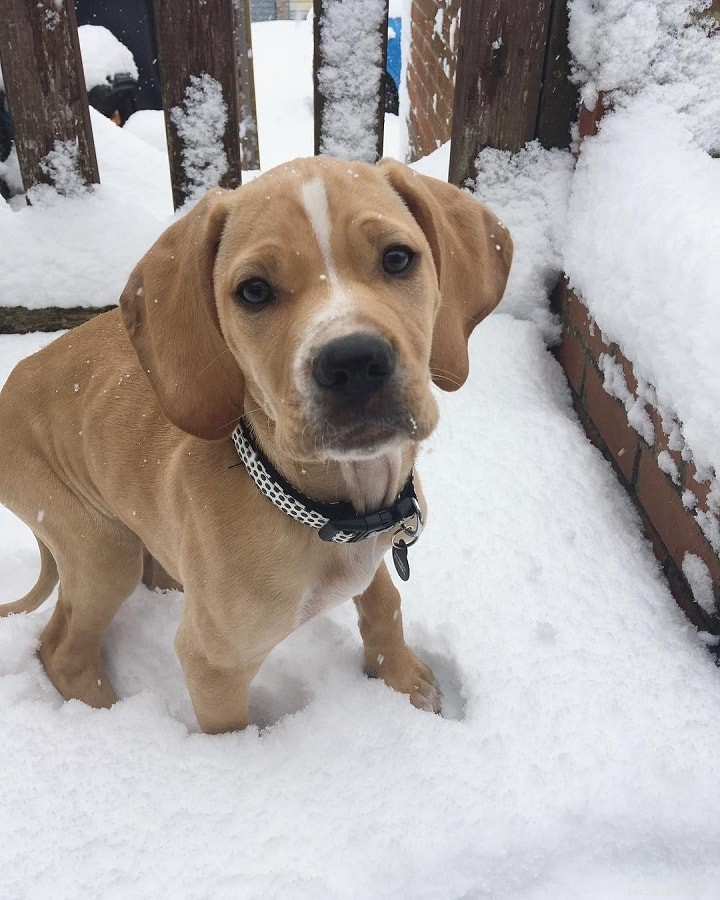 Portuguese Pointer Dog: Origins, Traits, and Care Guide