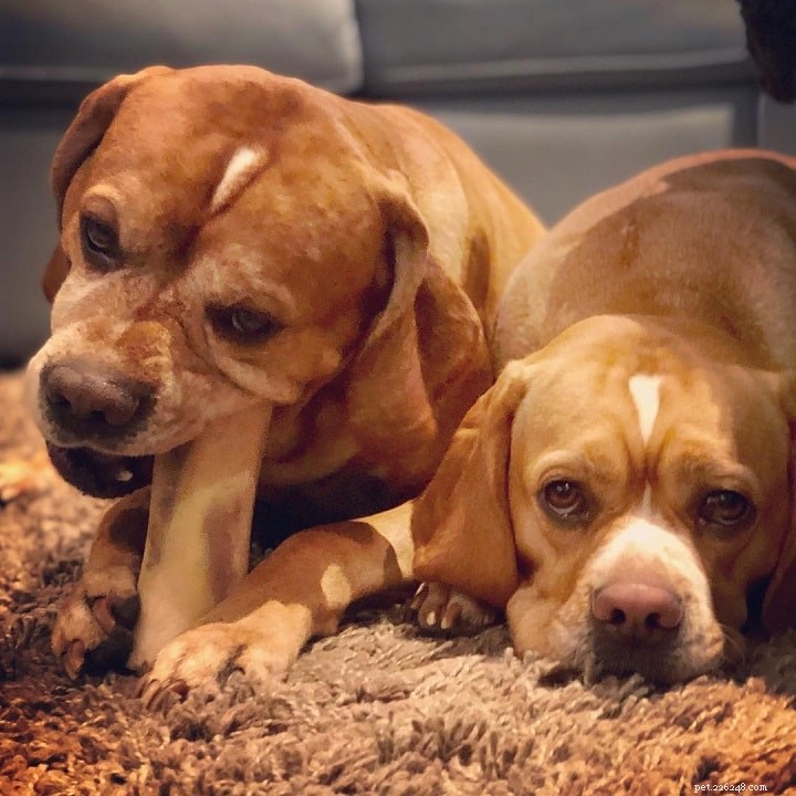 Portuguese Pointer Dog: Origins, Traits, and Care Guide