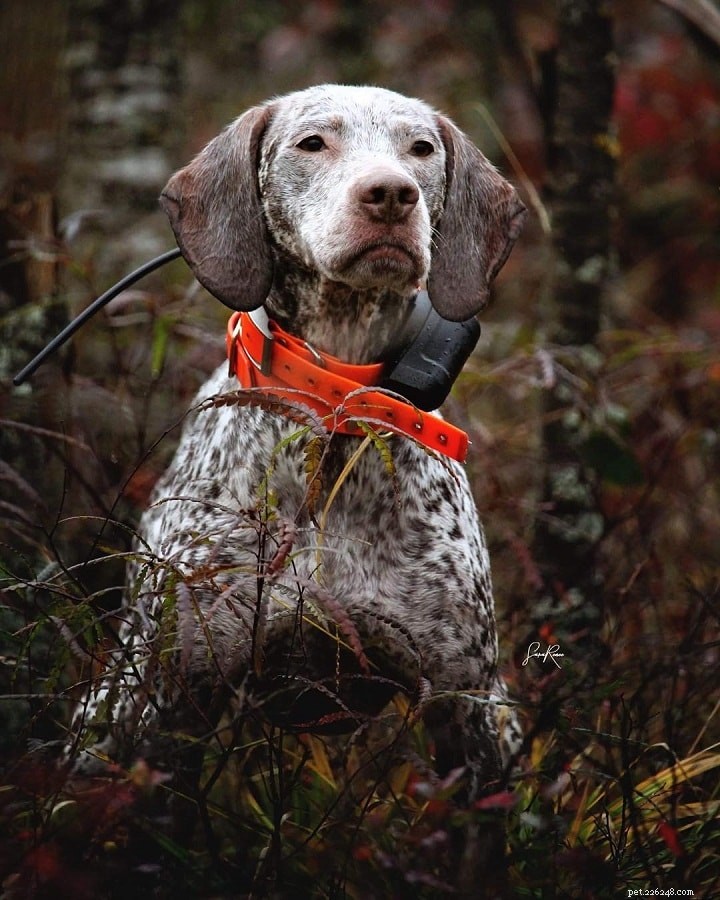 Portuguese Pointer Dog: Origins, Traits, and Care Guide