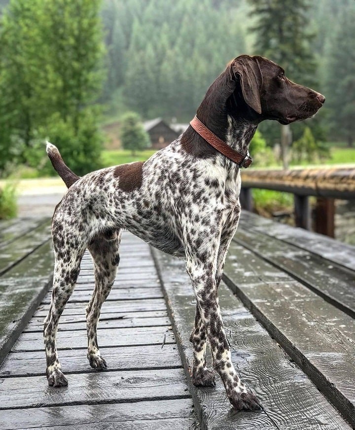 Portuguese Pointer Dog: Origins, Traits, and Care Guide