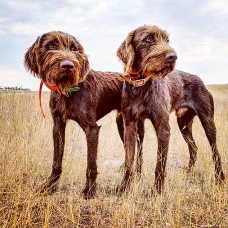 Portuguese Pointer Dog: Origins, Traits, and Care Guide