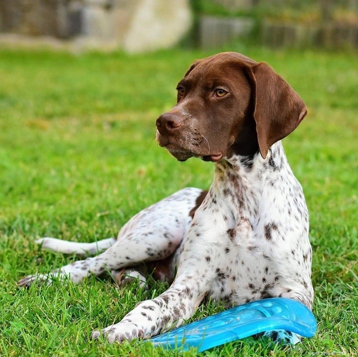 Portuguese Pointer Dog: Origins, Traits, and Care Guide