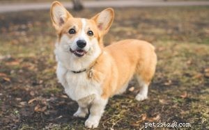 Pembroke Welsh Corgi: Comprehensive Breed Profile & Care Guide