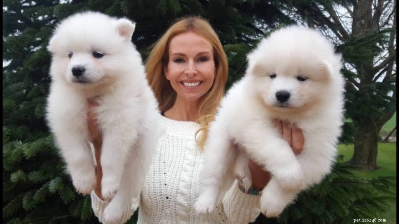 Samoyed Dog Breed Profile: Origin, Size & Care