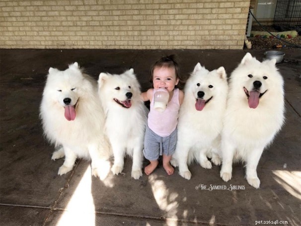 Samoyed Dog Breed Profile: Origin, Size & Care